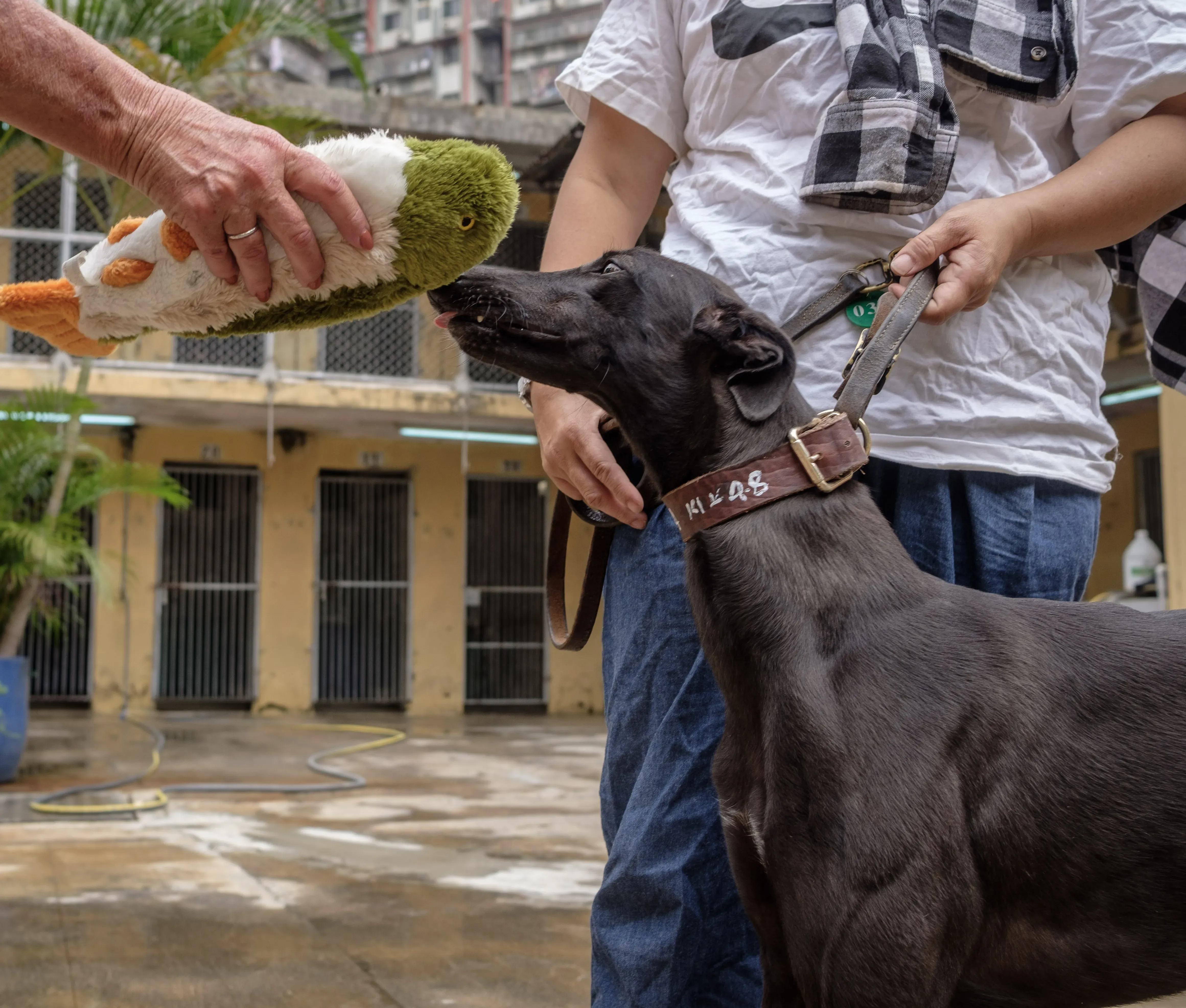 shiva adozione greyhound macao 7