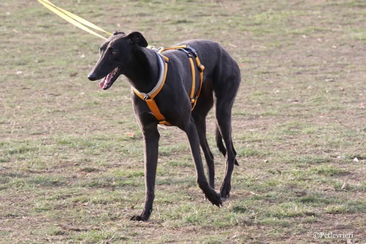 shiva adozione greyhound macao 8 1