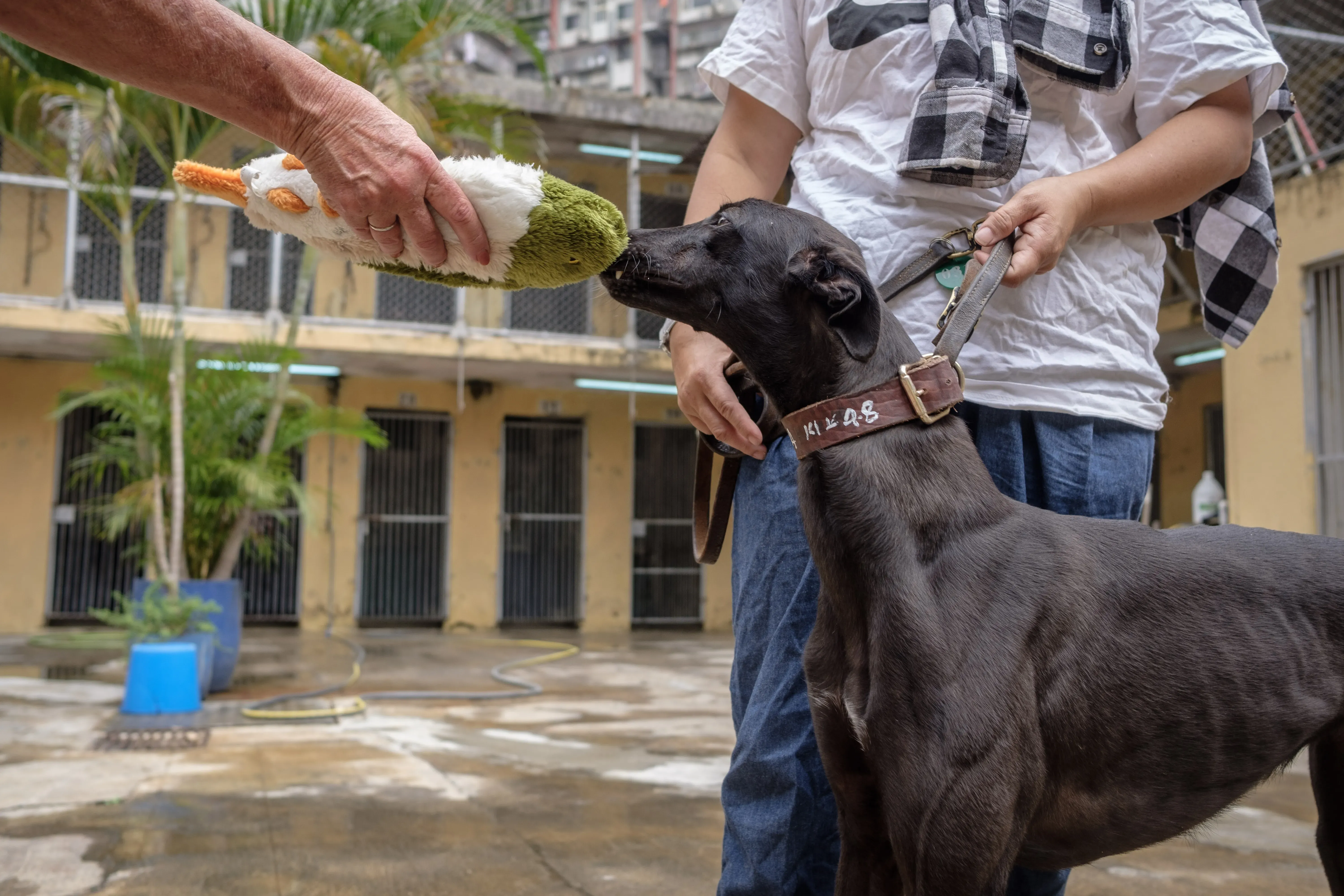 shiva adozione greyhound macao 8