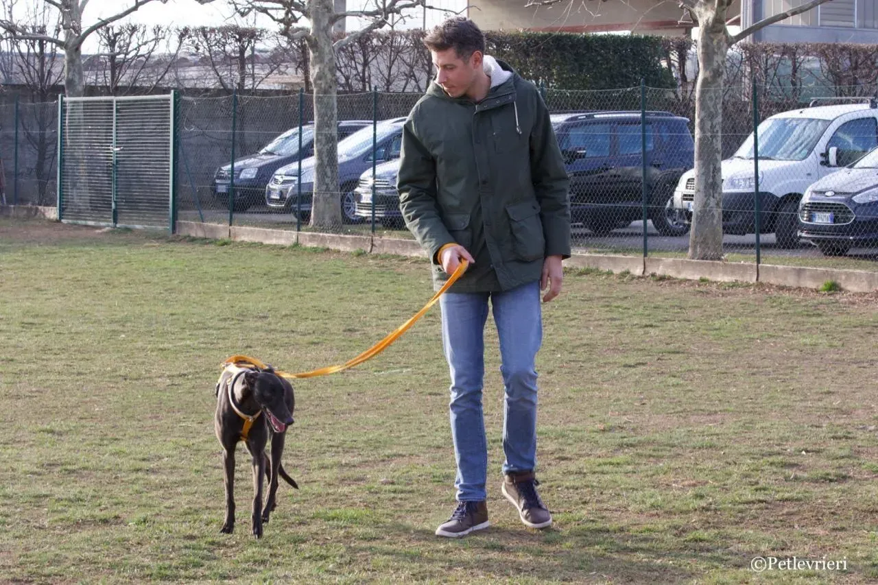 shiva adozione greyhound macao 9 1