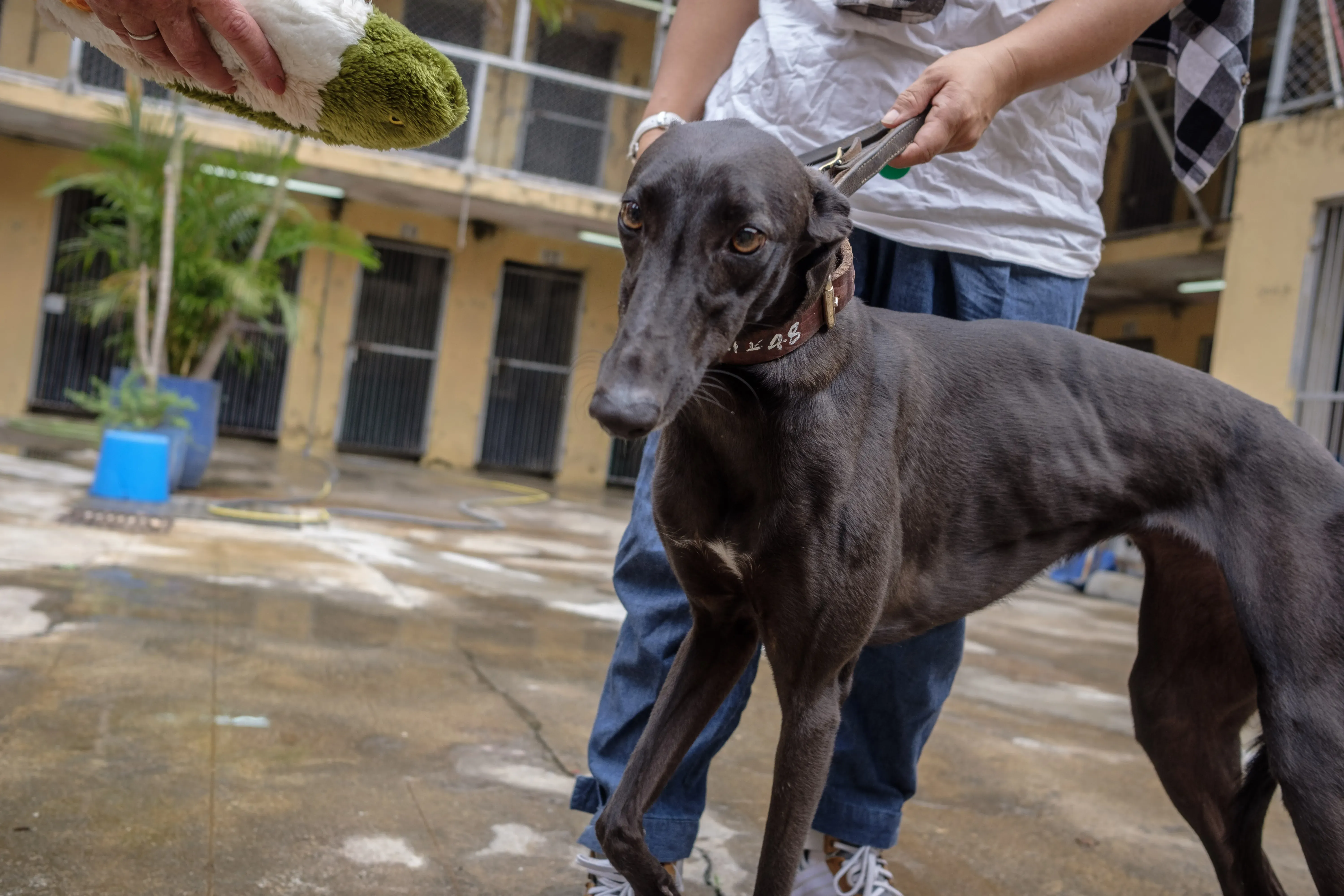 shiva adozione greyhound macao 9