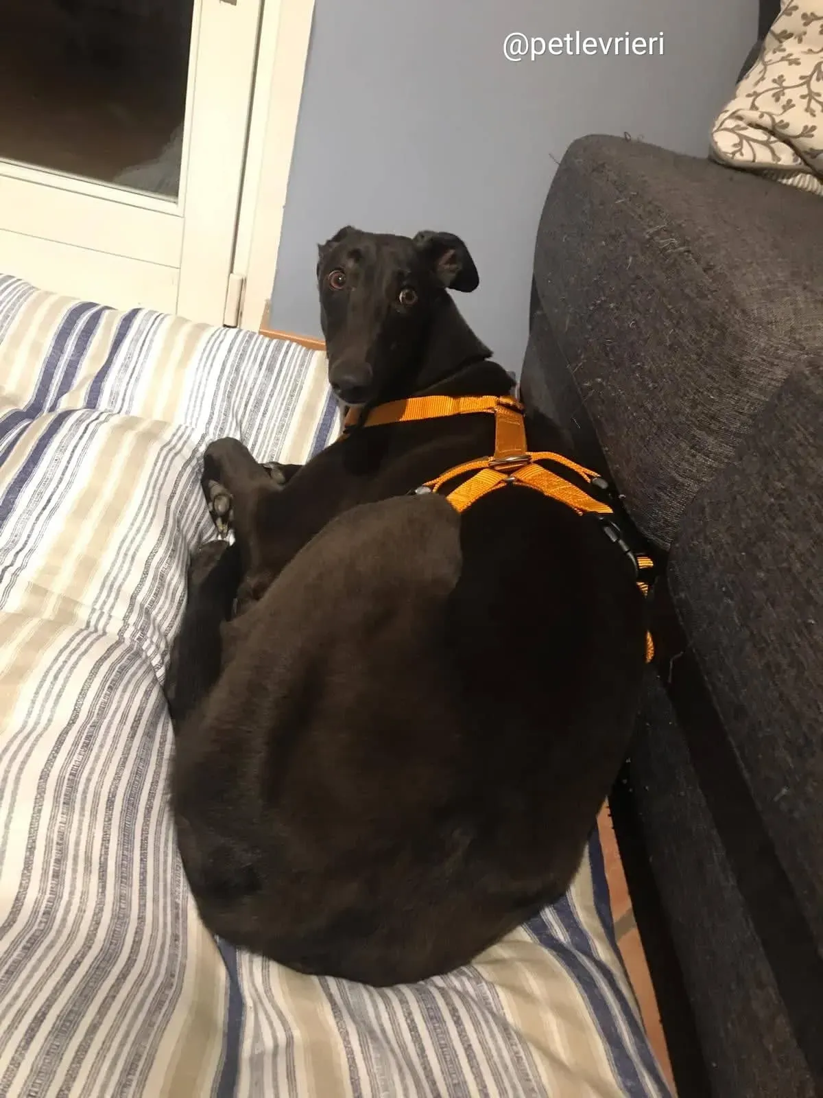 shiva greyhound adozione 1