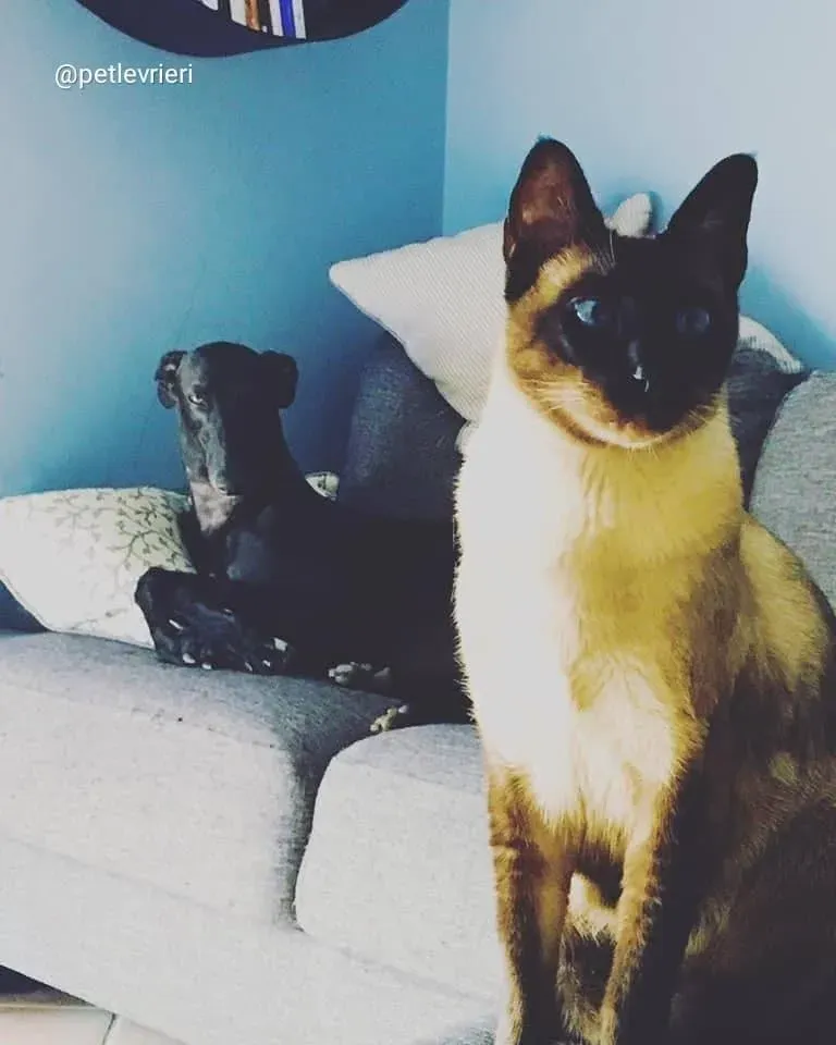 shiva greyhound adozione 10