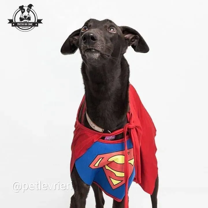 shiva greyhound adozione 11