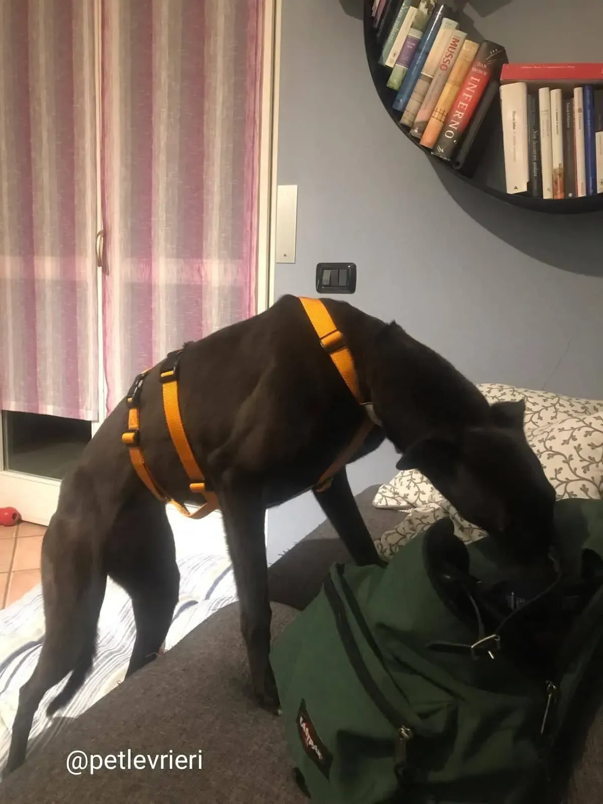 shiva greyhound adozione 2