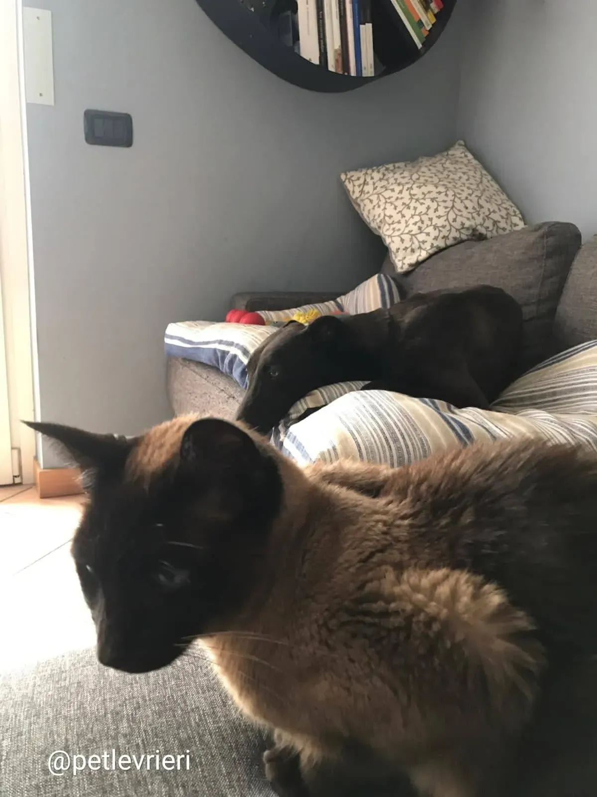 shiva greyhound adozione 3