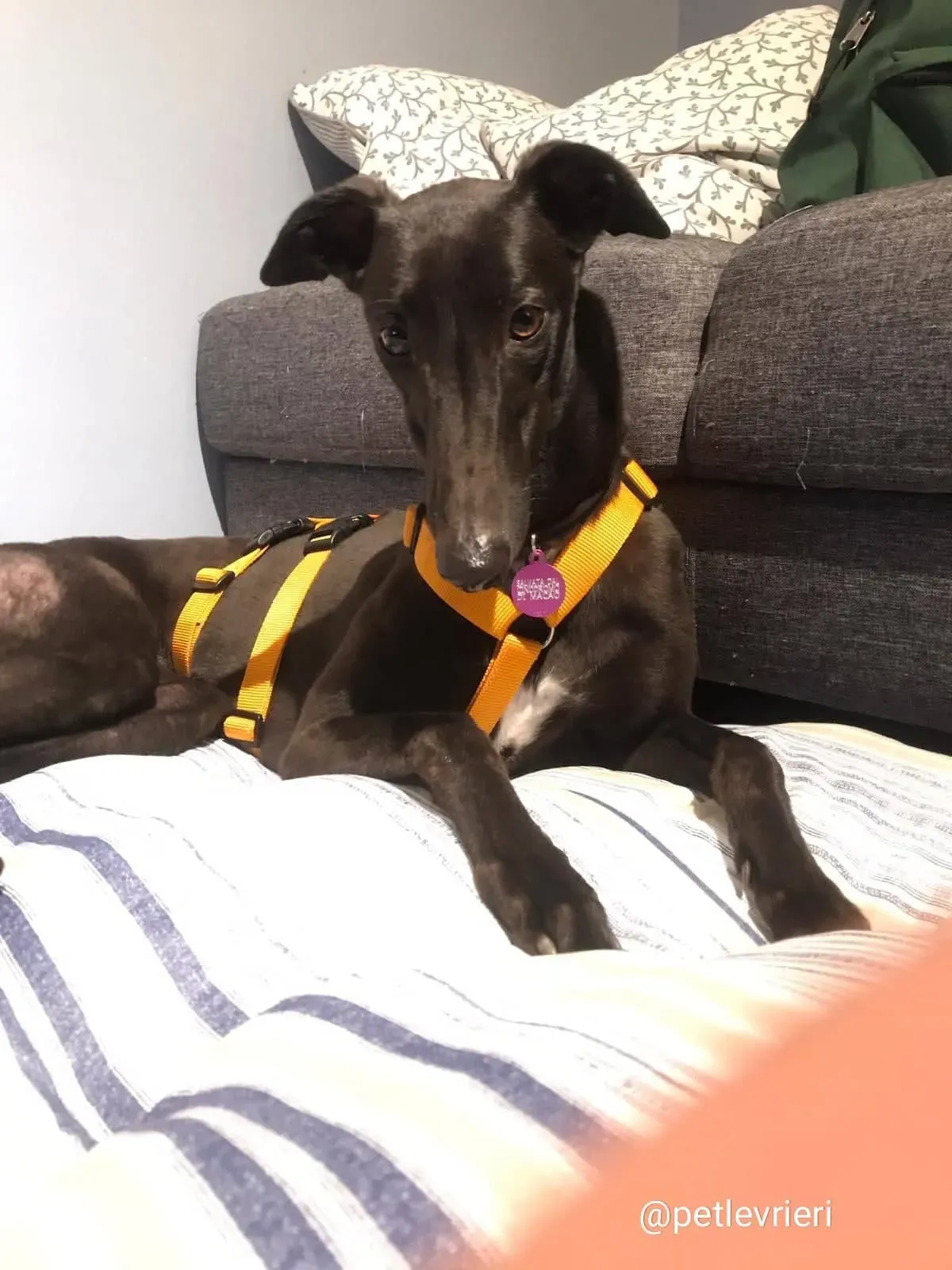 shiva greyhound adozione 4