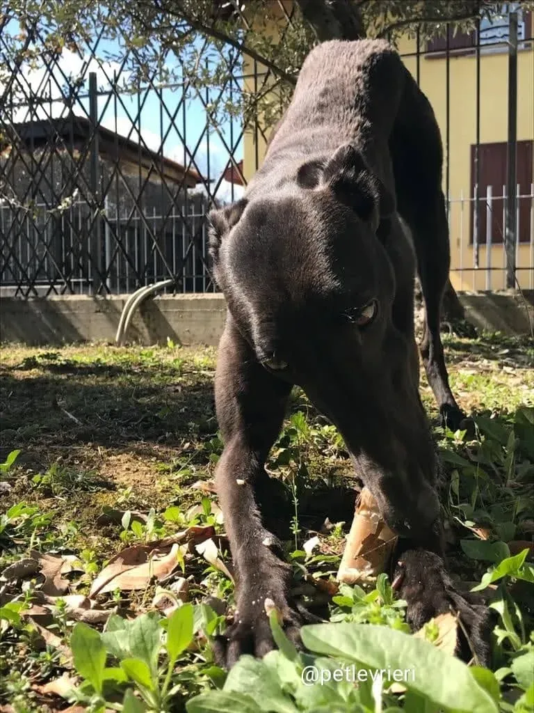 shiva greyhound adozione 5