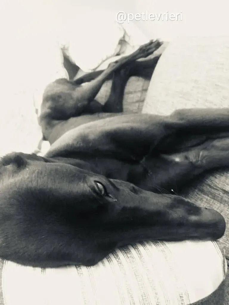 shiva greyhound adozione 6