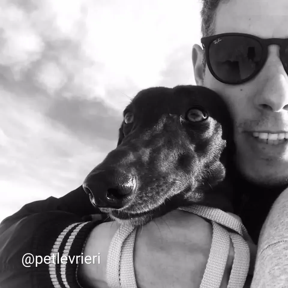 shiva greyhound adozione 7