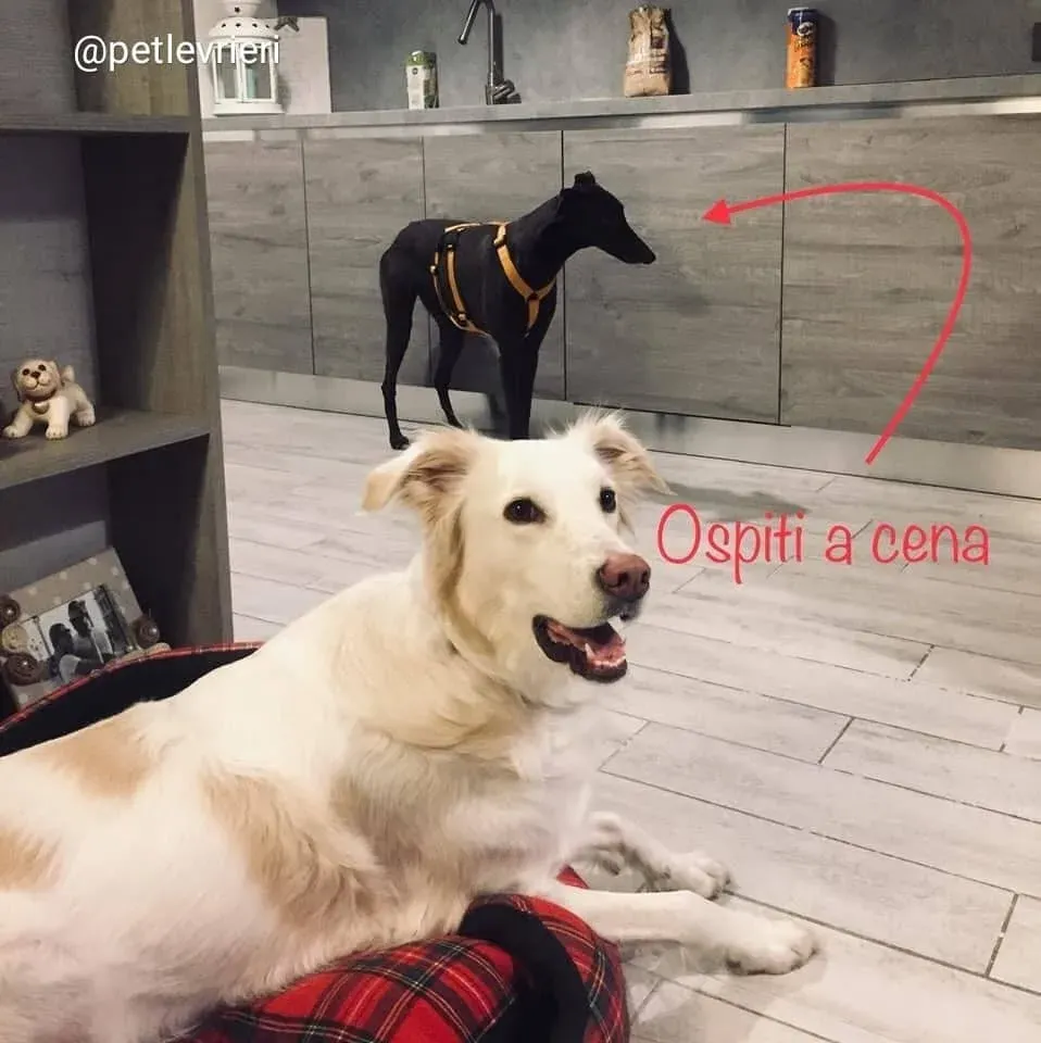 shiva greyhound adozione 9