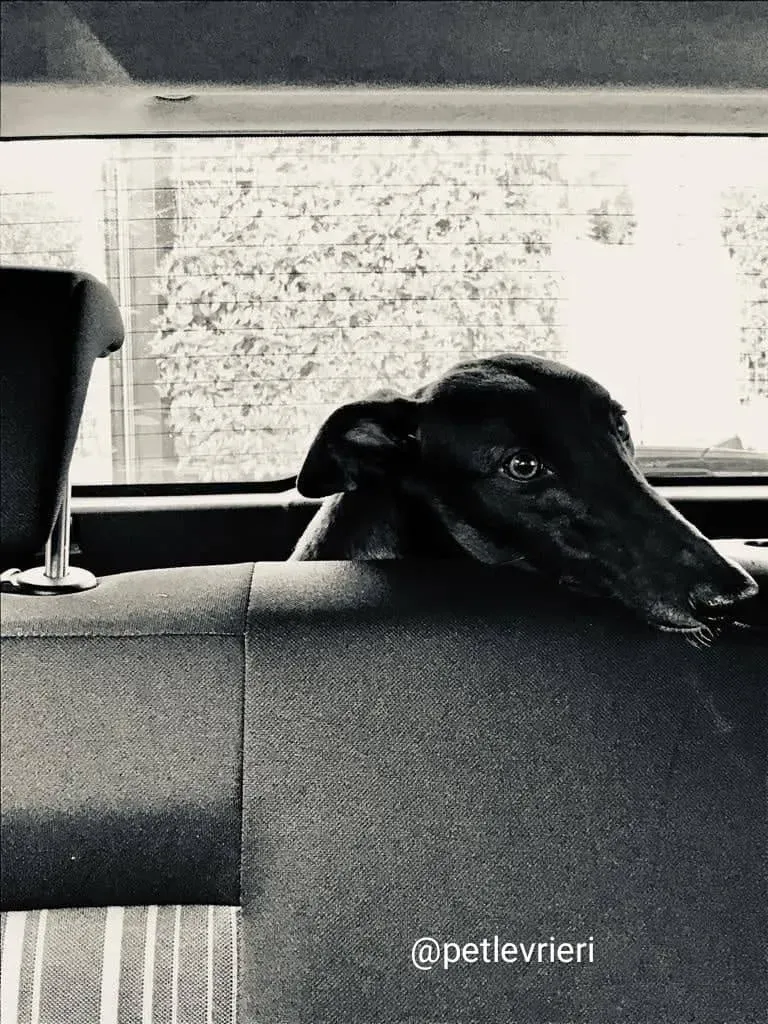 shiva greyhound adozione