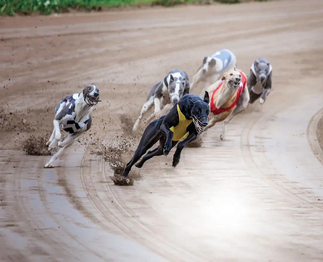 shutterstock 273946853 ejody1