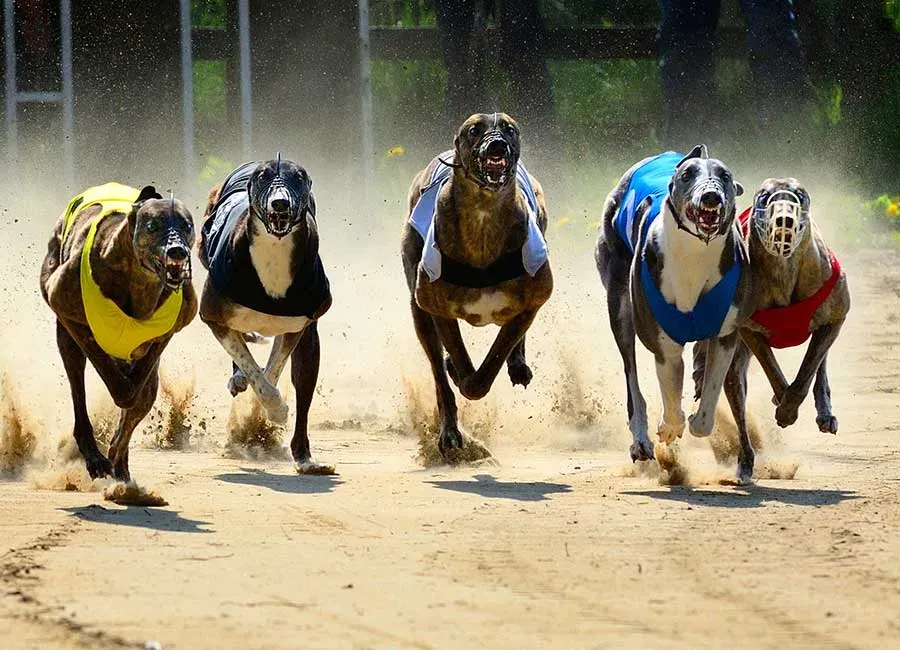 shutterstock 421844077 1