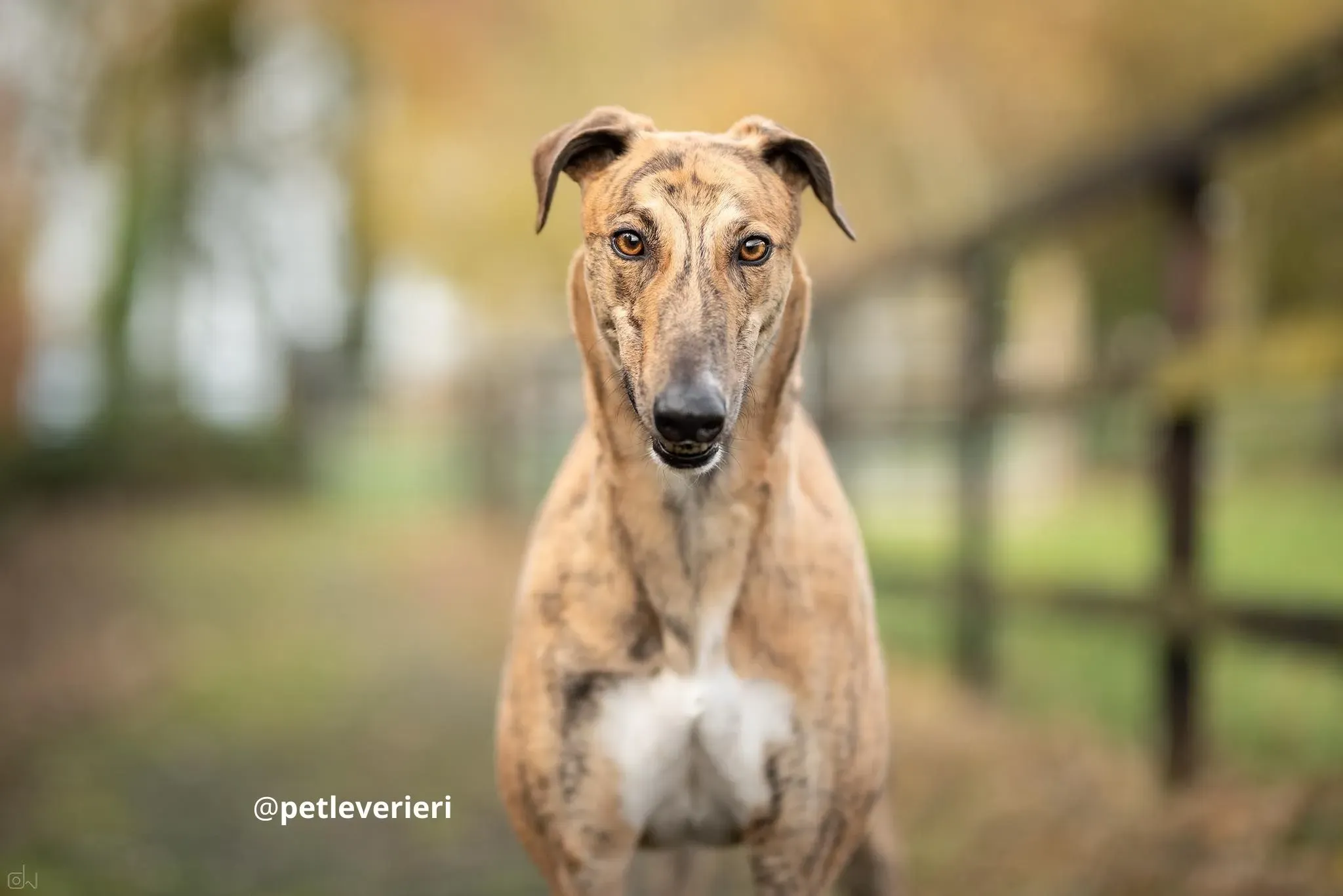 shy adozione lurcher pet levrieri 1
