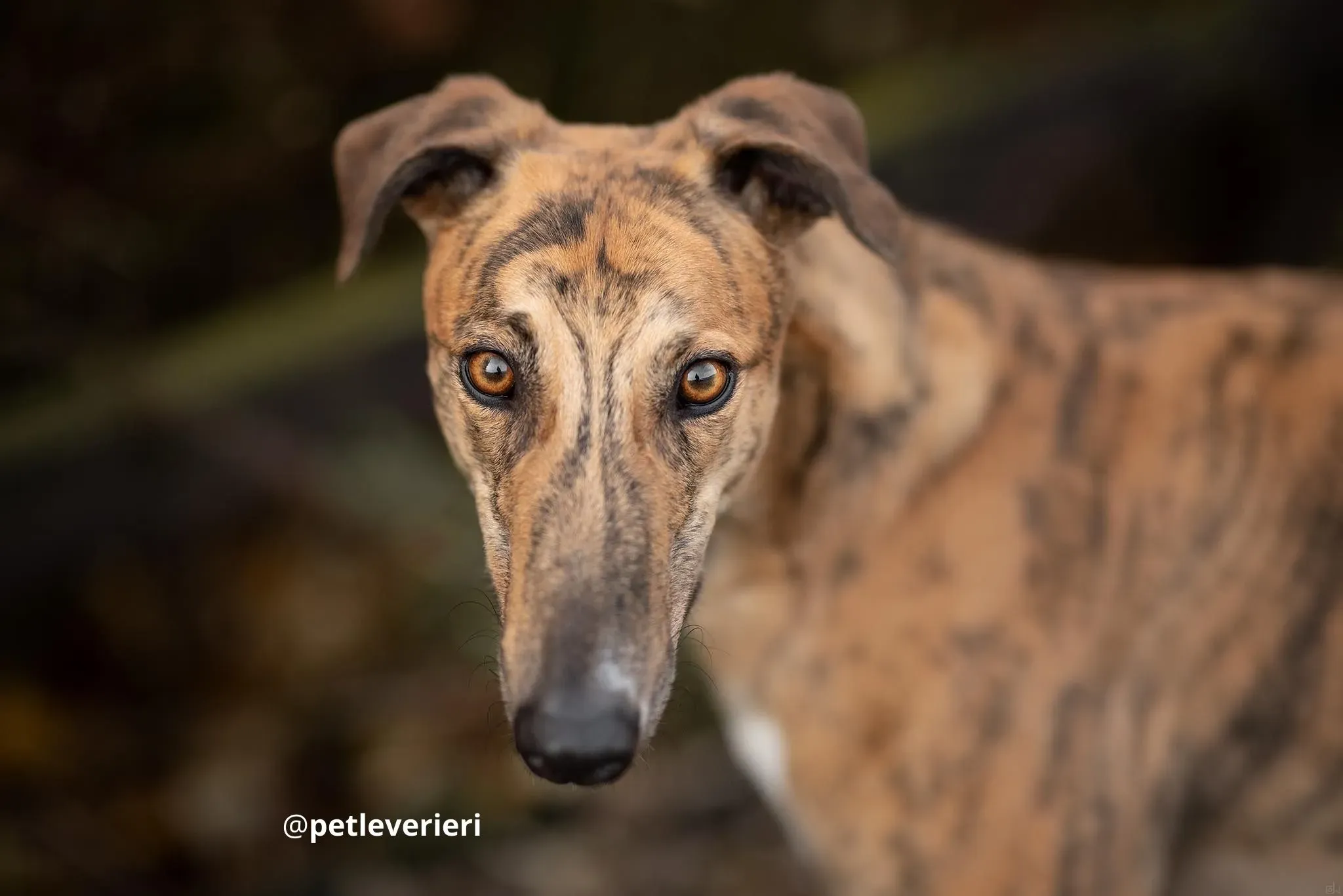 shy adozione lurcher pet levrieri 2