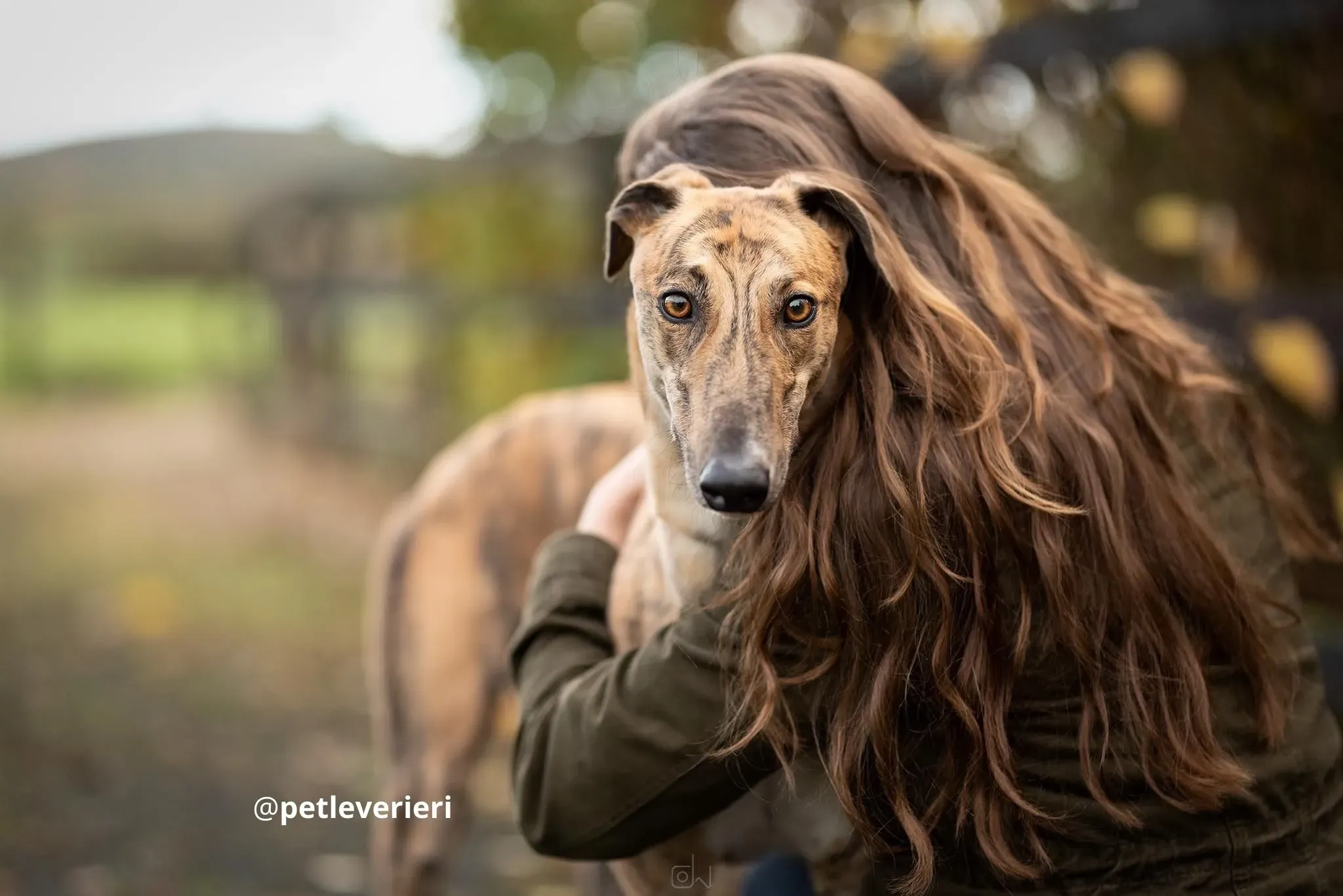 shy adozione lurcher pet levrieri 3