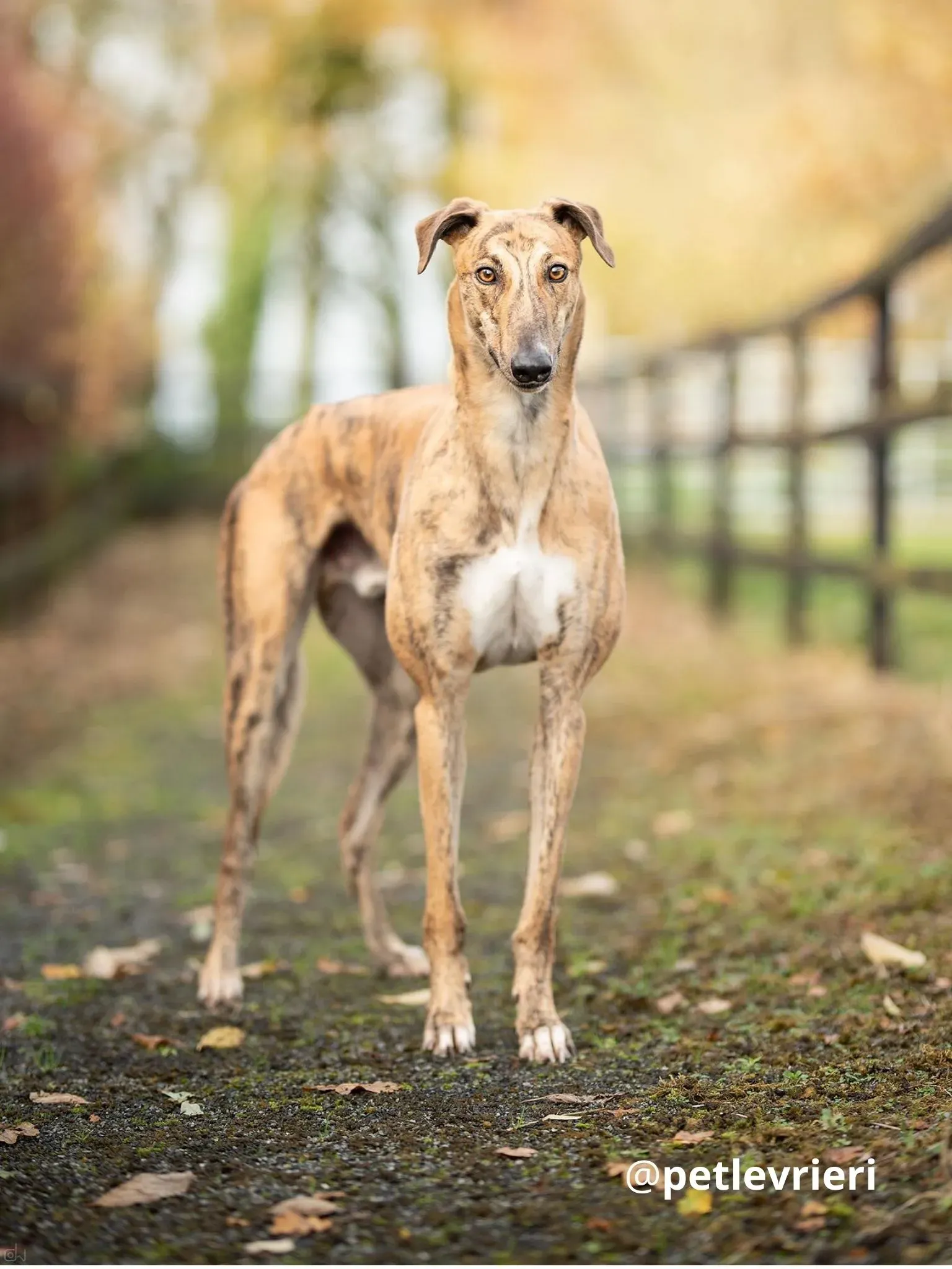 shy adozione lurcher pet levrieri 4