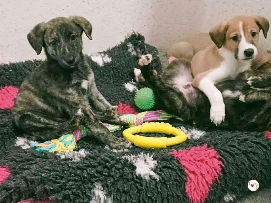 sia grey cucciolo adozione 1