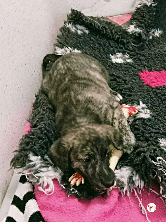 sia grey cucciolo adozione 2