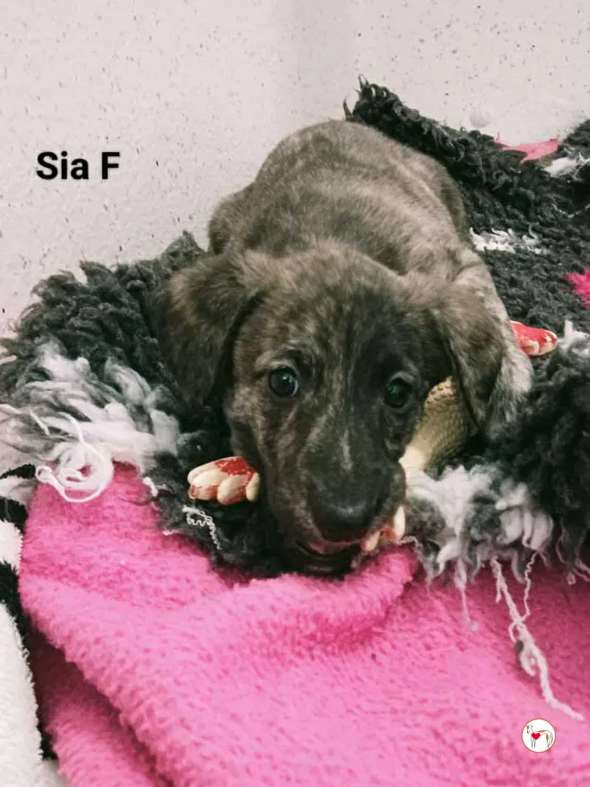 sia grey cucciolo adozione 3