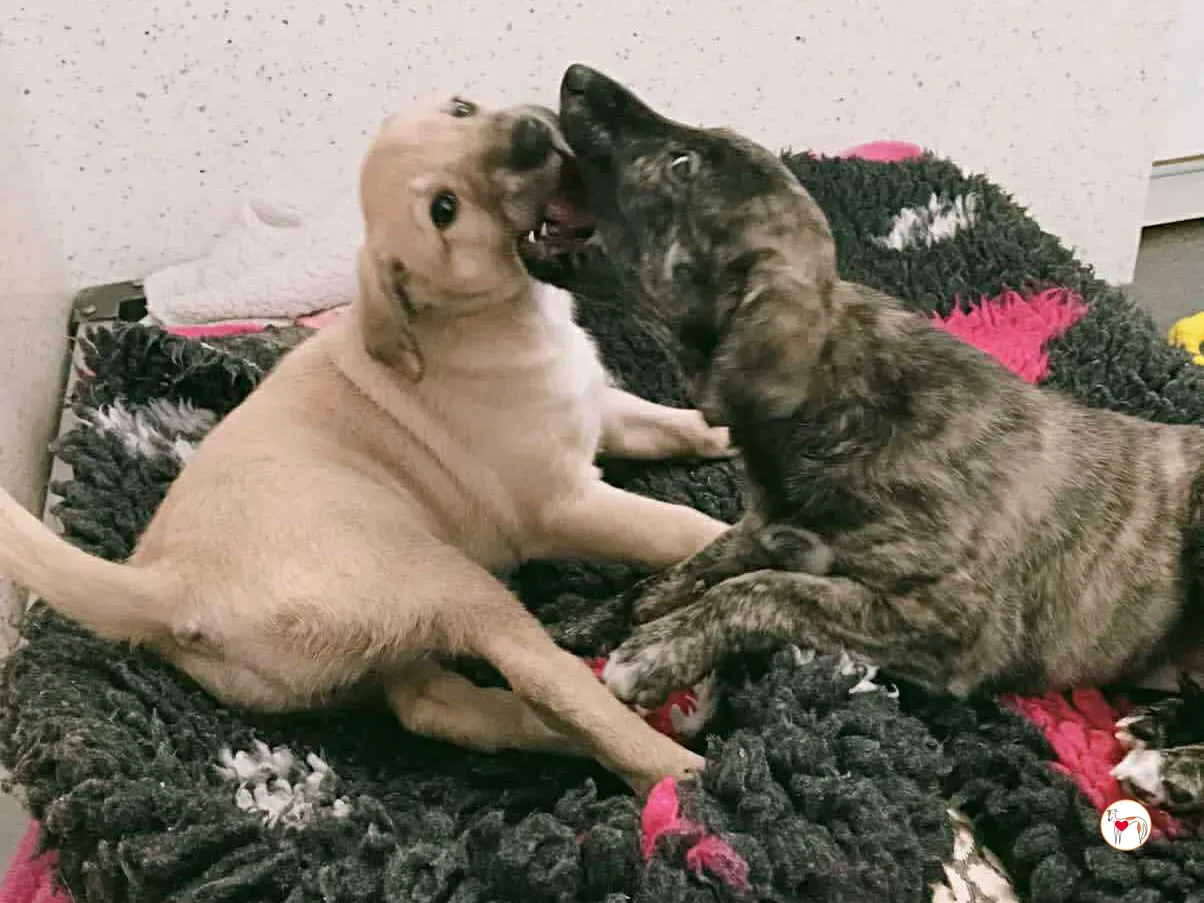 sia grey cucciolo adozione 4