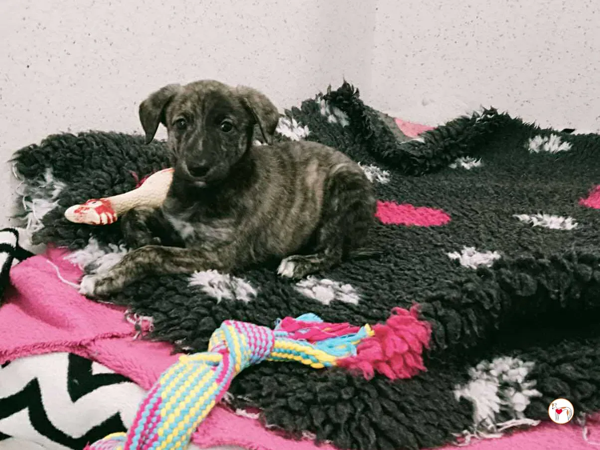 sia grey cucciolo adozione 5