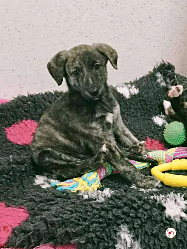 sia grey cucciolo adozione 6