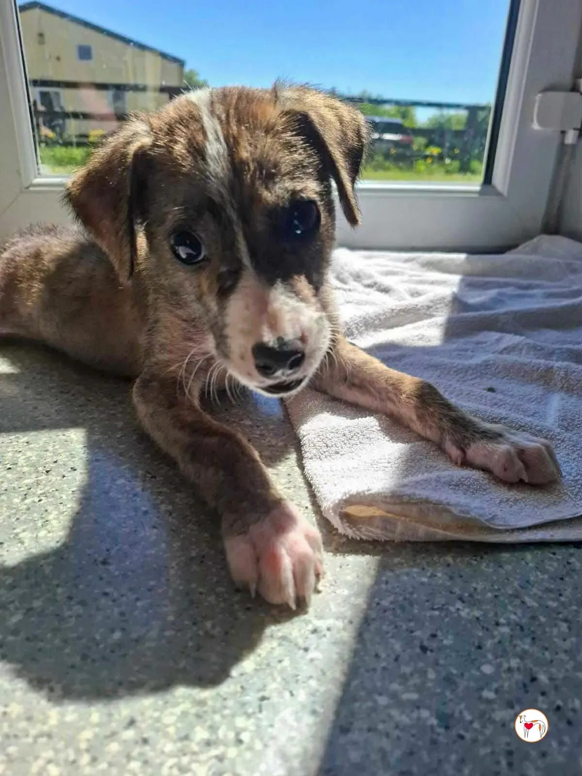 sid grey cucciolo adozione 01