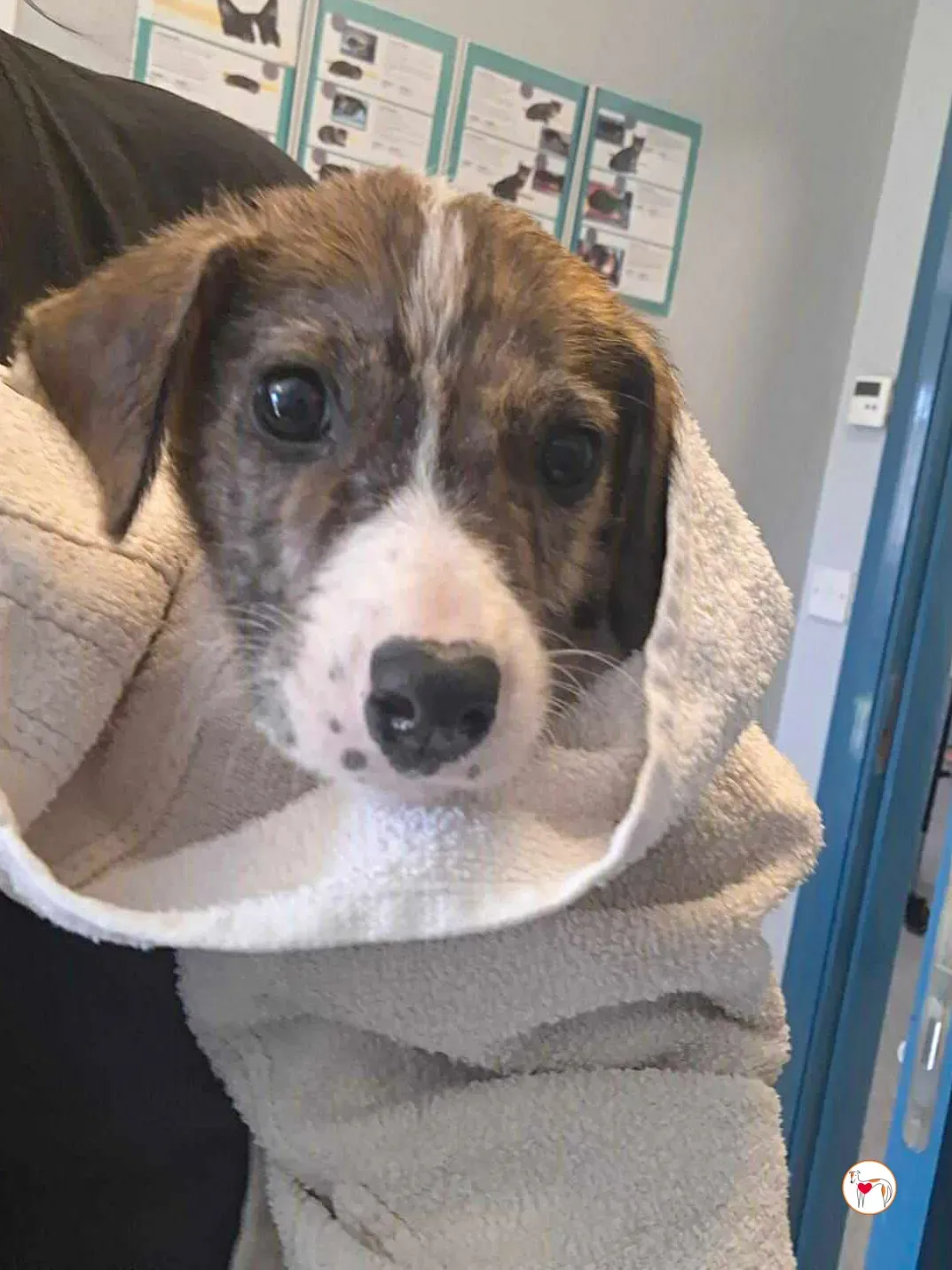 sid grey cucciolo adozione 02