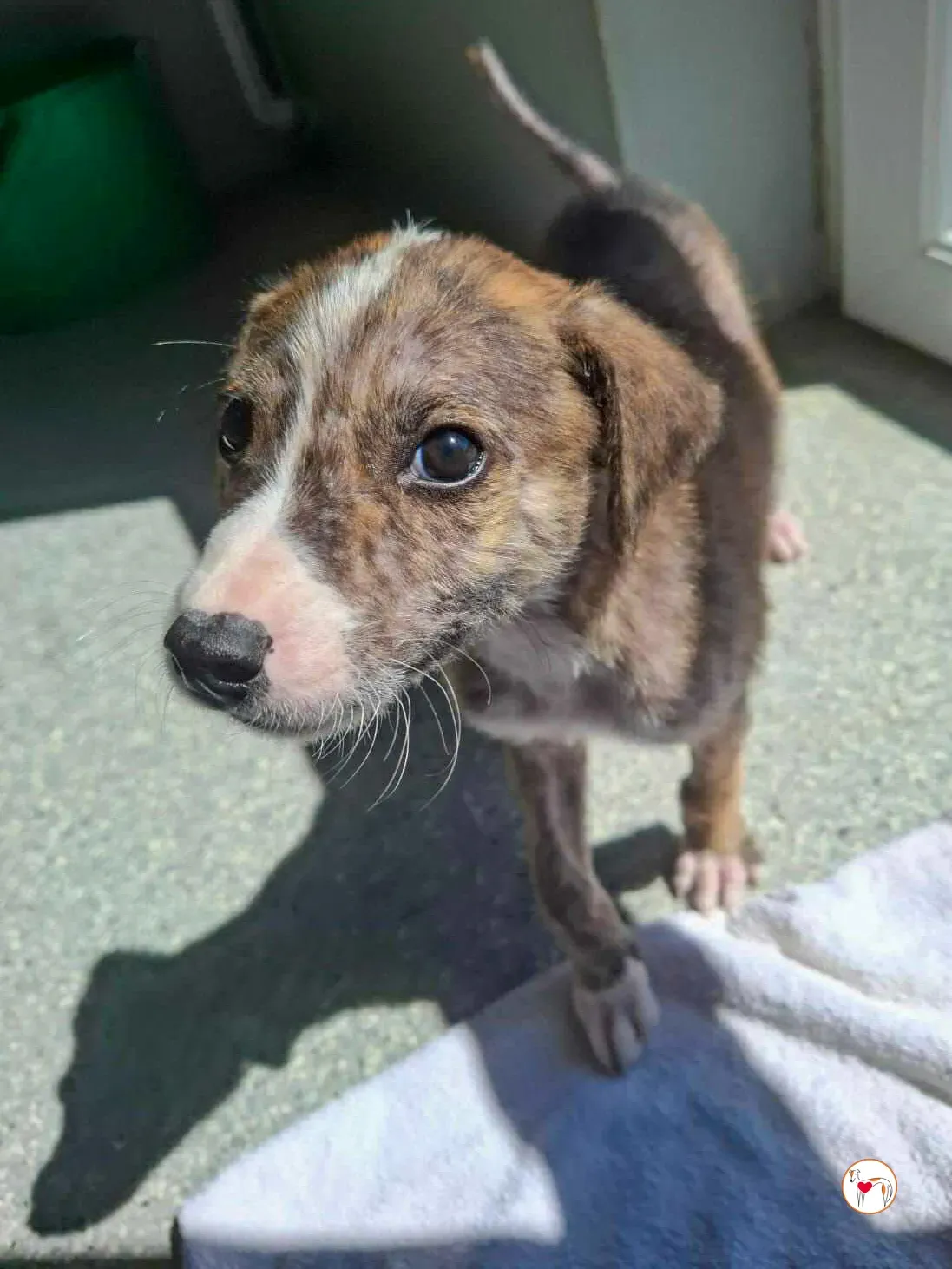 sid grey cucciolo adozione 03