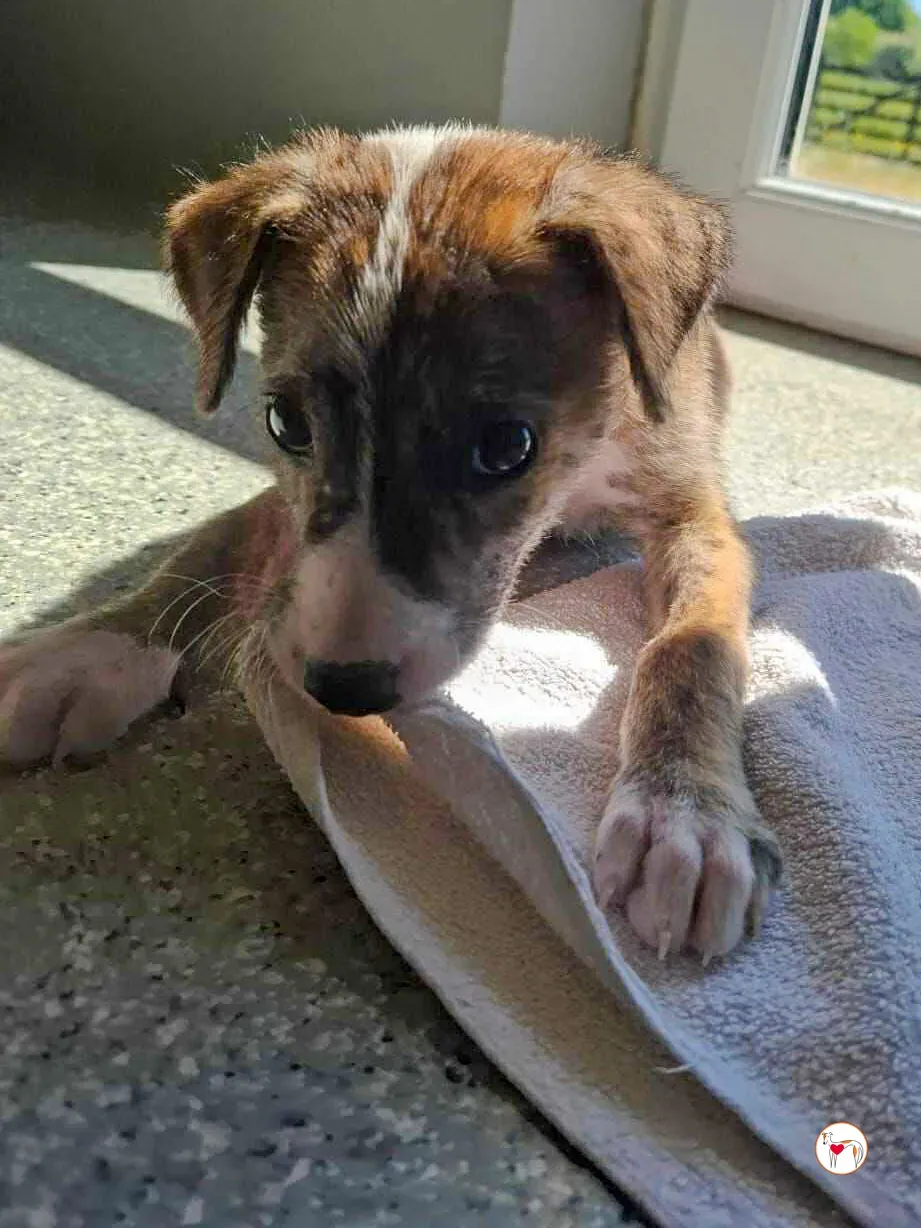 sid grey cucciolo adozione 04