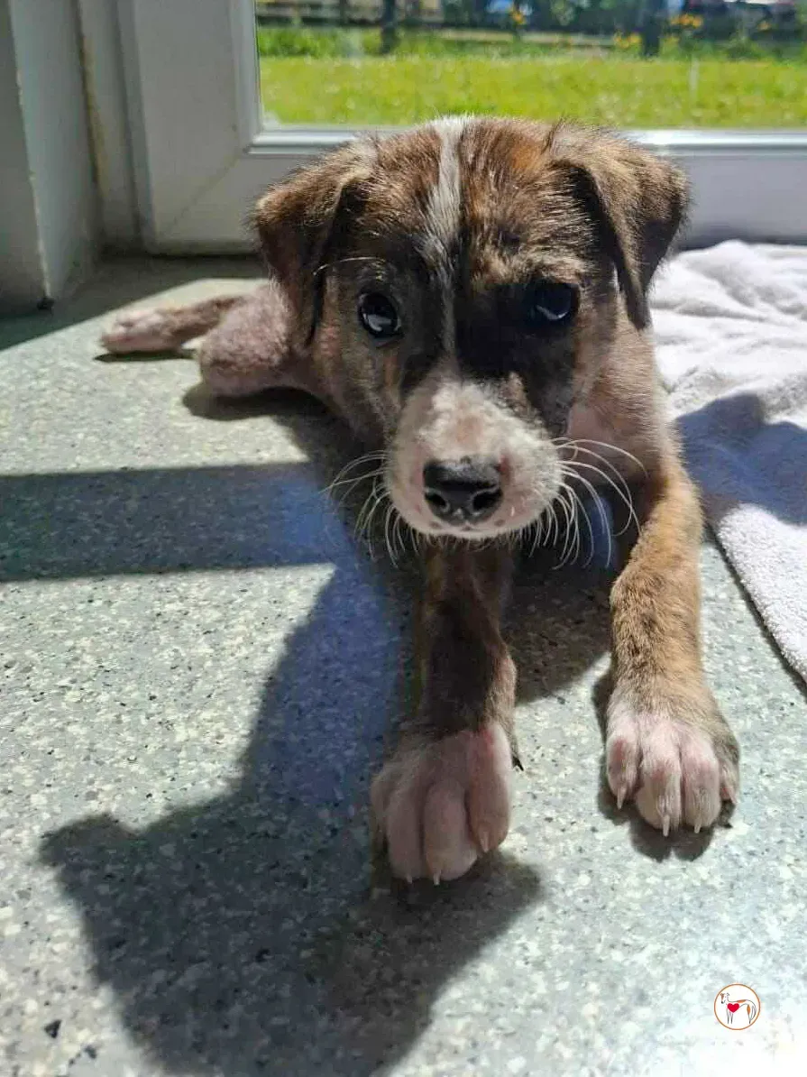 sid grey cucciolo adozione 05