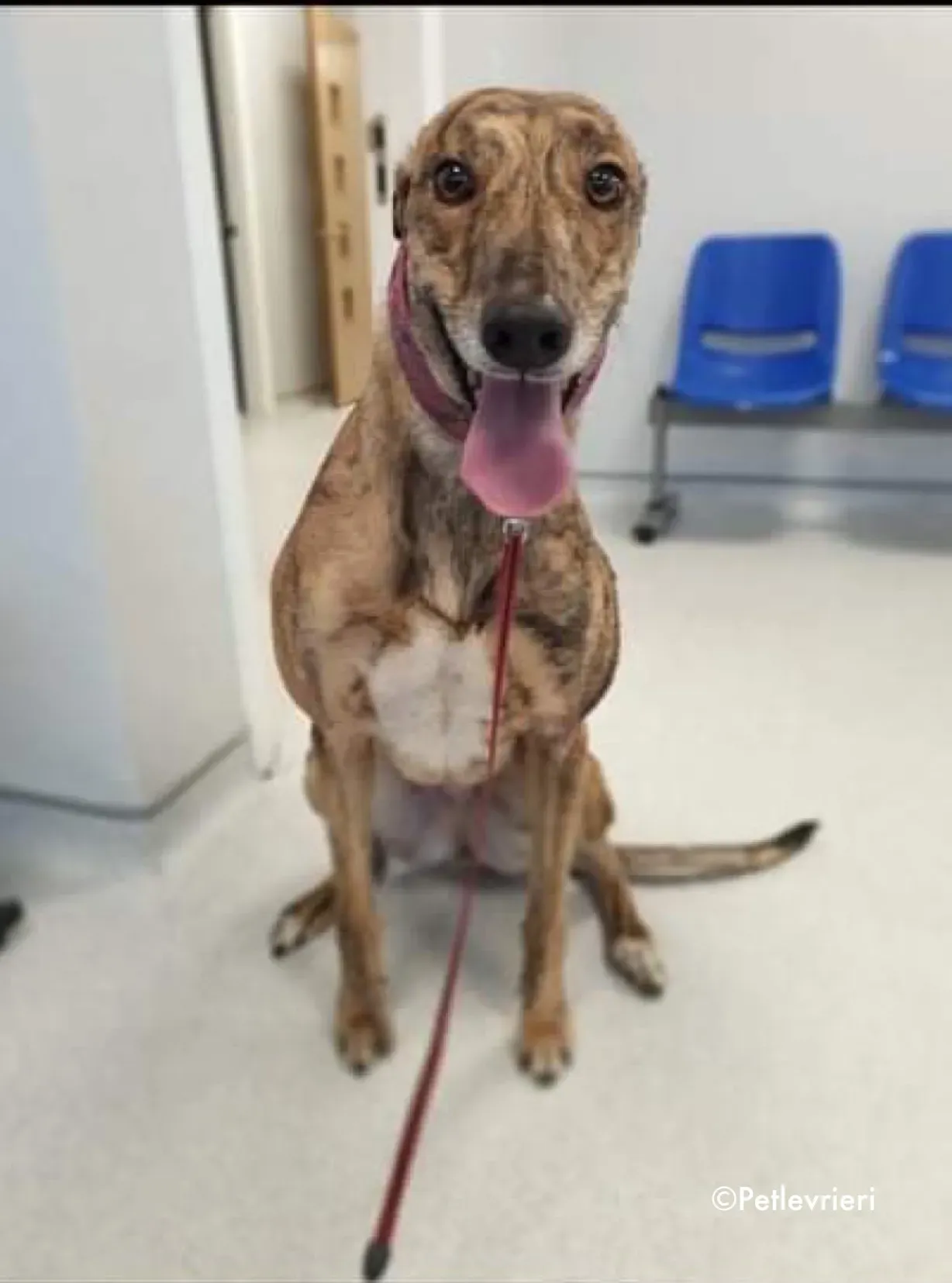 sienna adozione levrieri greyhound 1