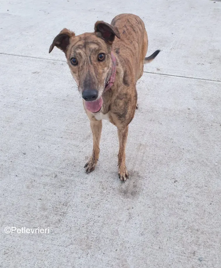 sienna adozione levrieri greyhound 10