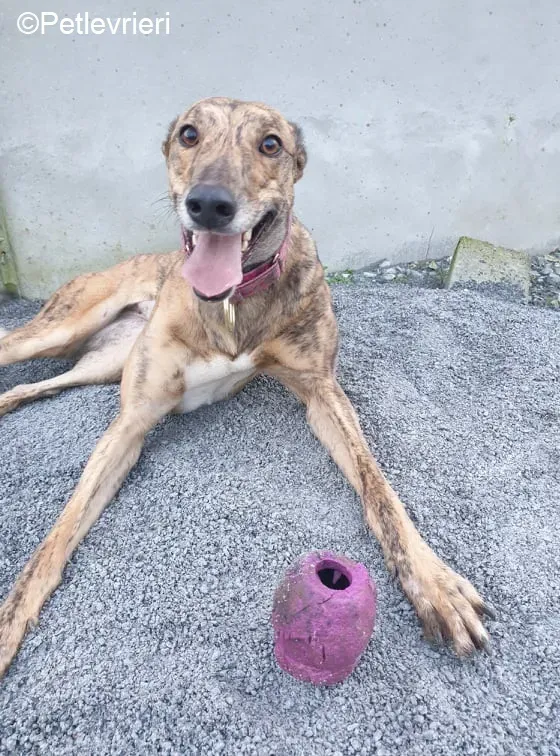 sienna adozione levrieri greyhound 11