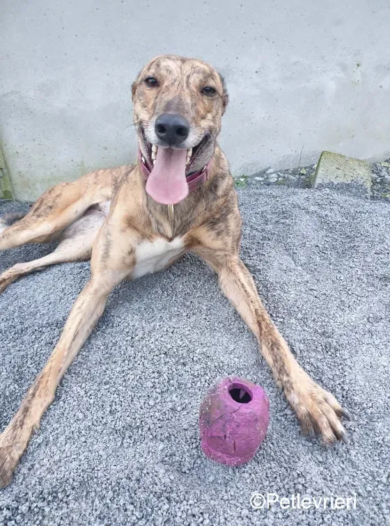 sienna adozione levrieri greyhound 12