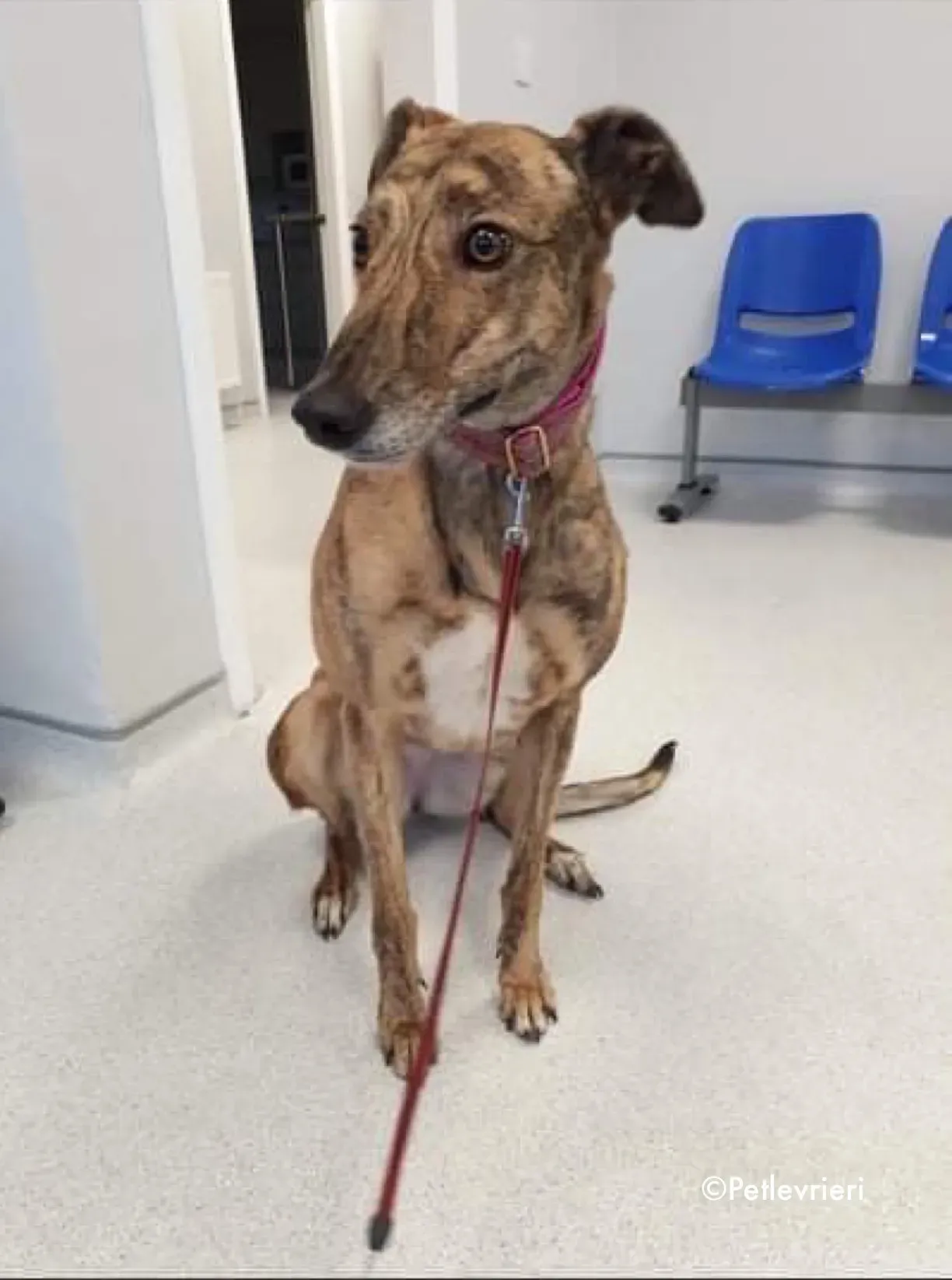 sienna adozione levrieri greyhound 2