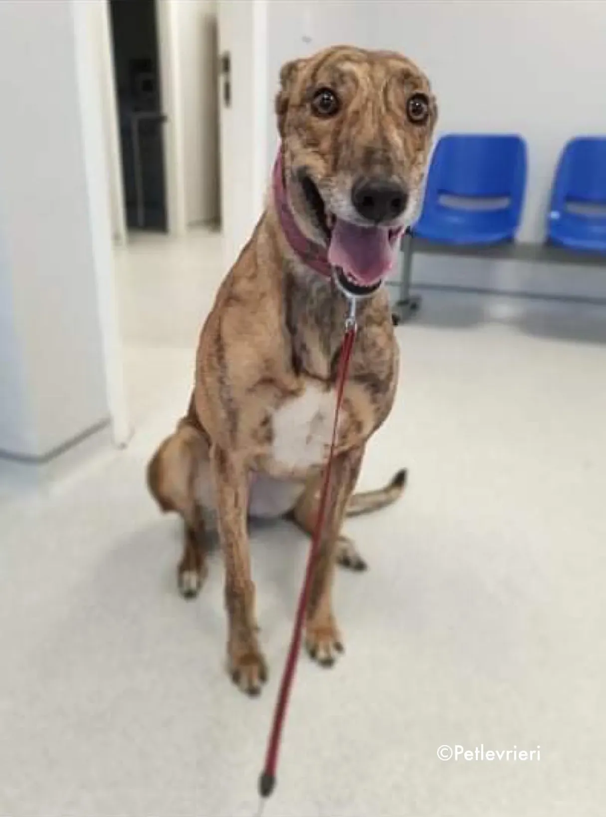 sienna adozione levrieri greyhound 3