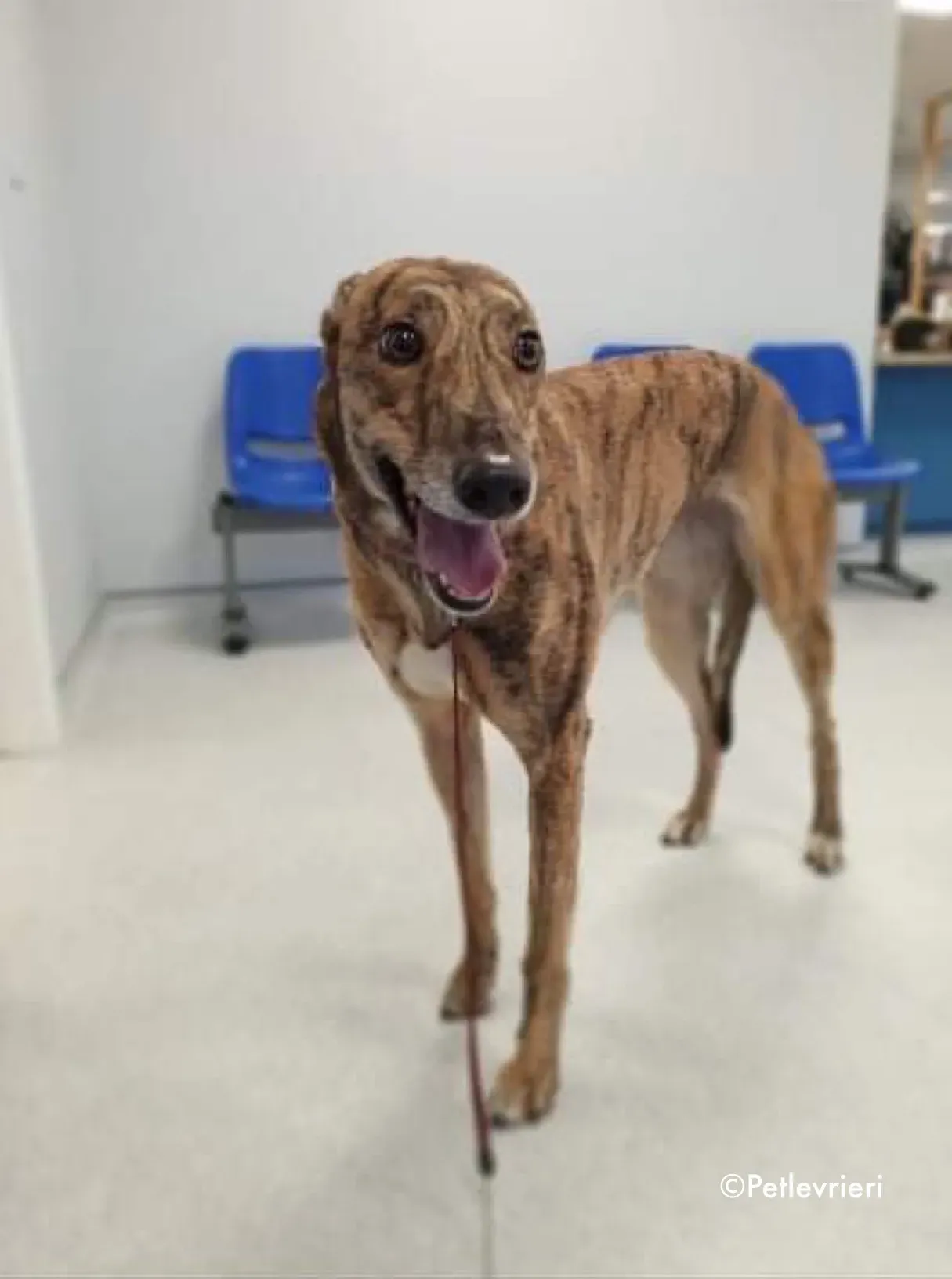 sienna adozione levrieri greyhound 4