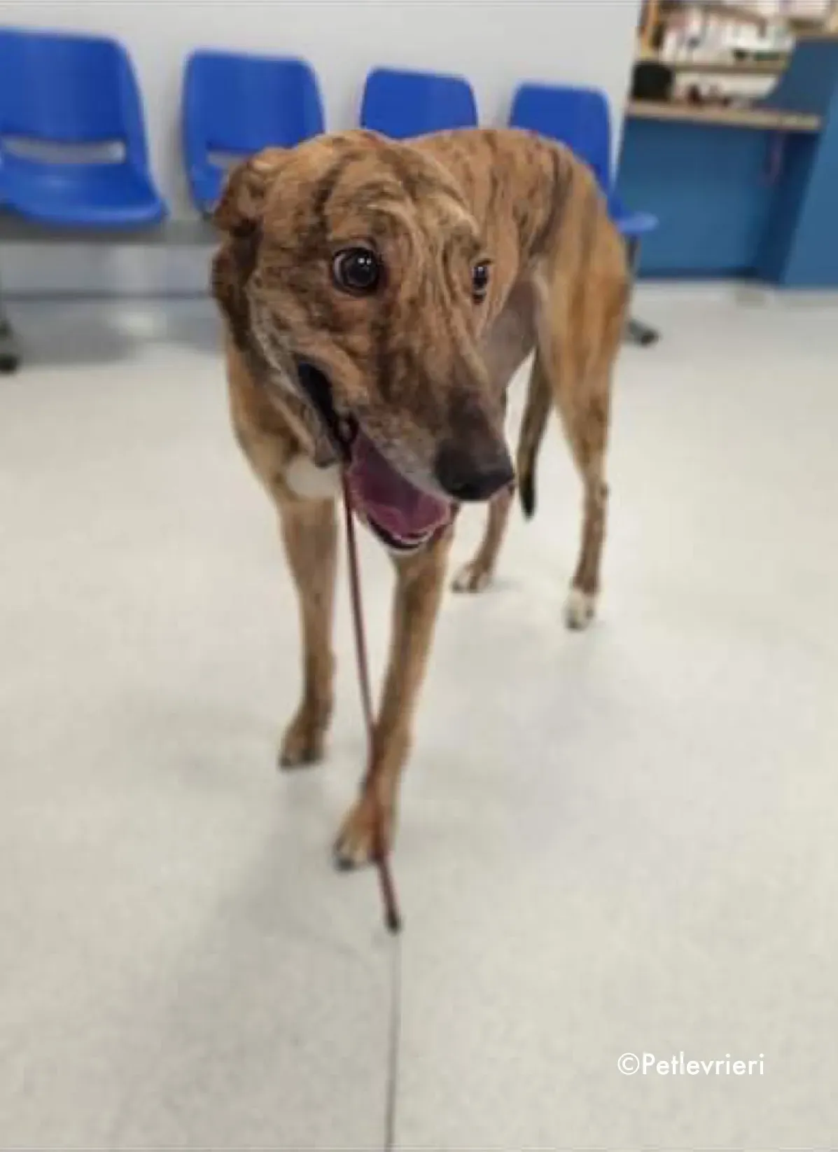 sienna adozione levrieri greyhound 5