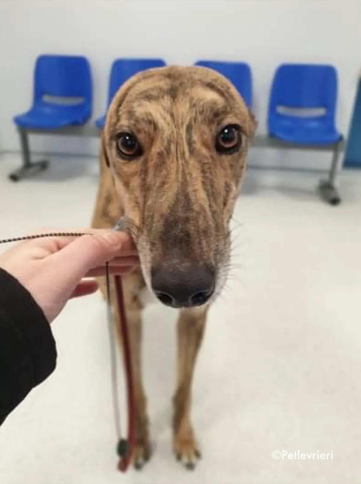 sienna adozione levrieri greyhound 6