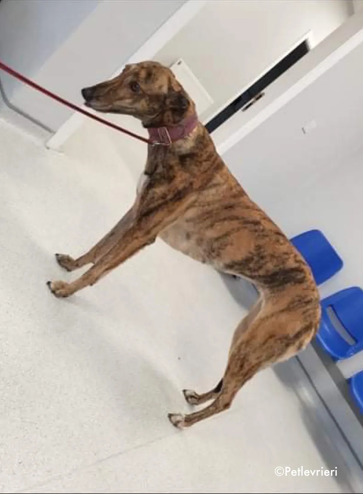 sienna adozione levrieri greyhound 7