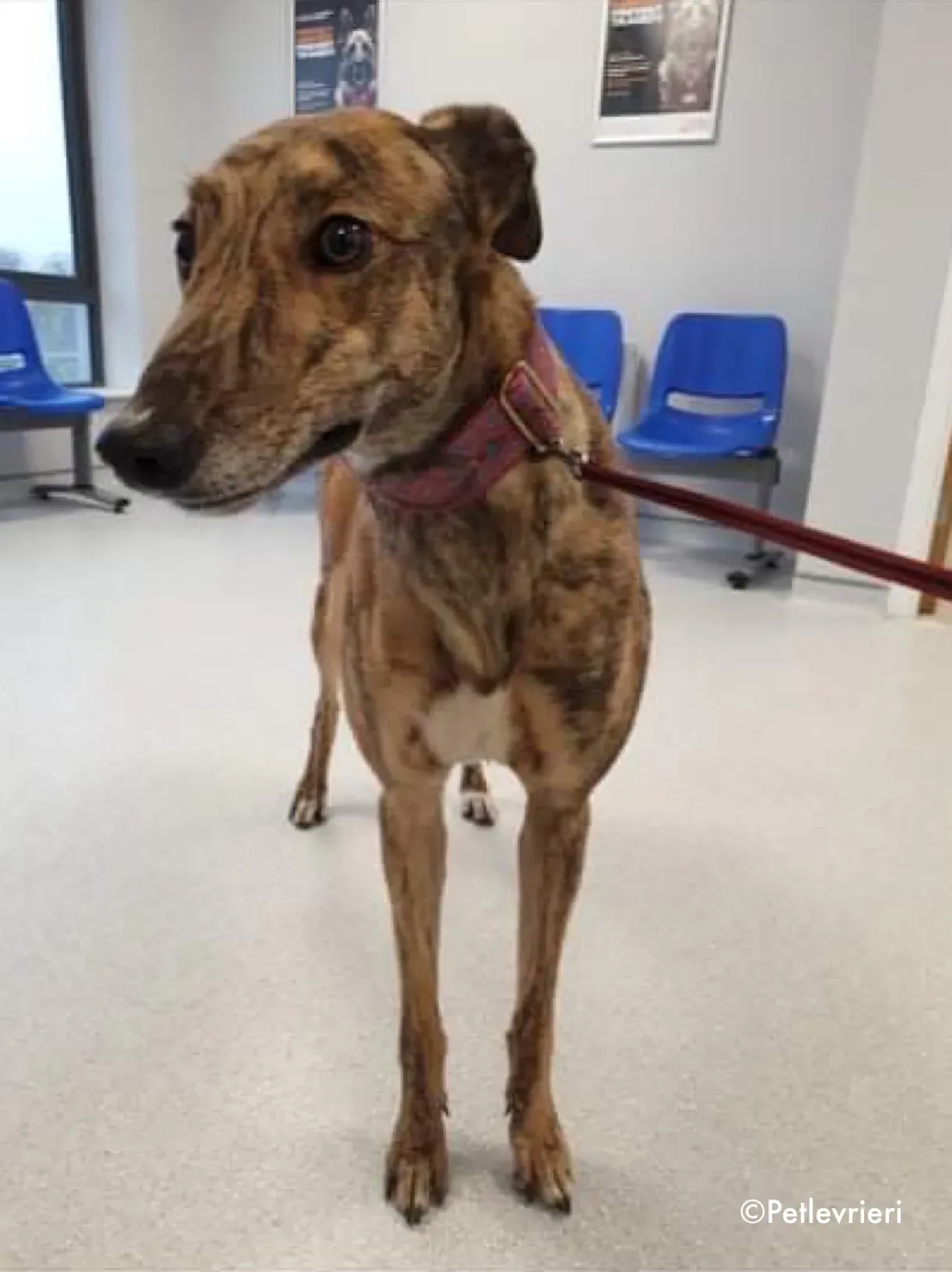 sienna adozione levrieri greyhound 8