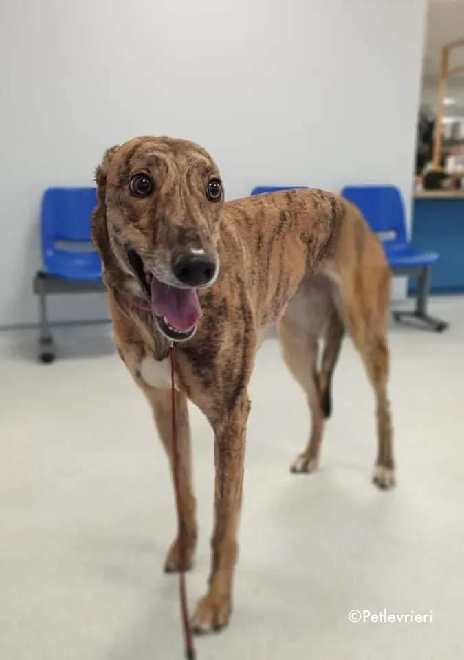 sienna adozione levrieri greyhound 9