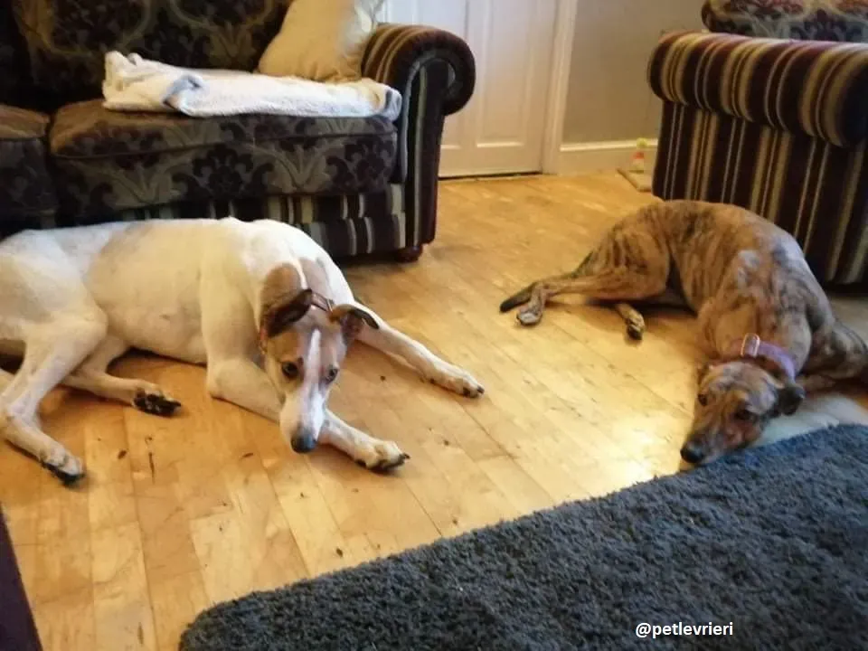 sienne adozione greyhound 1