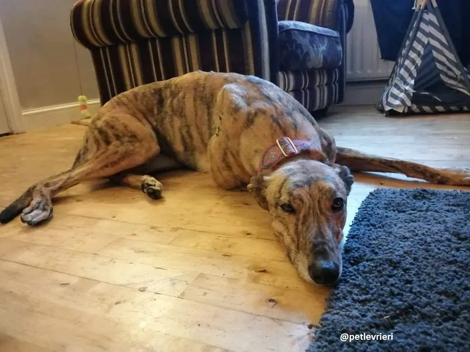 sienne adozione greyhound