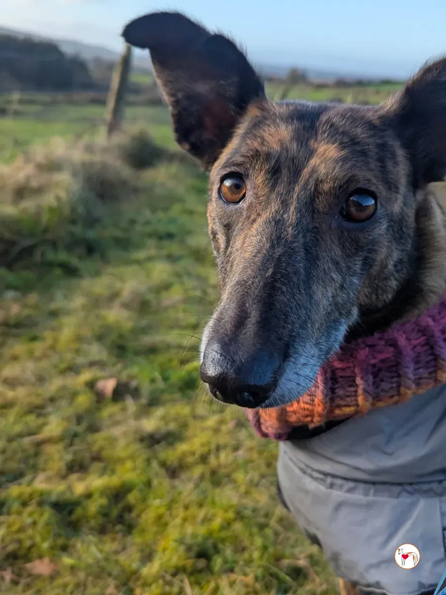 sierra grey adozione 1