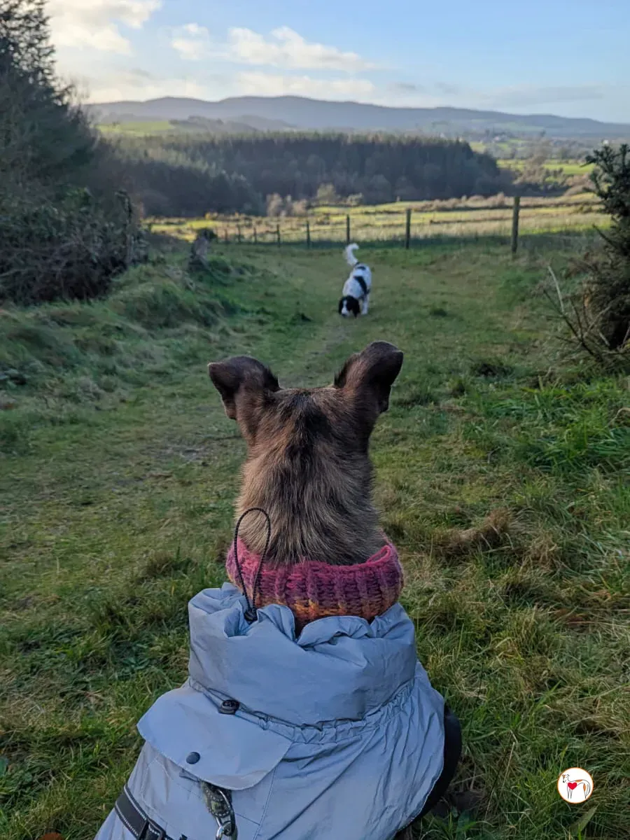 sierra grey adozione 2