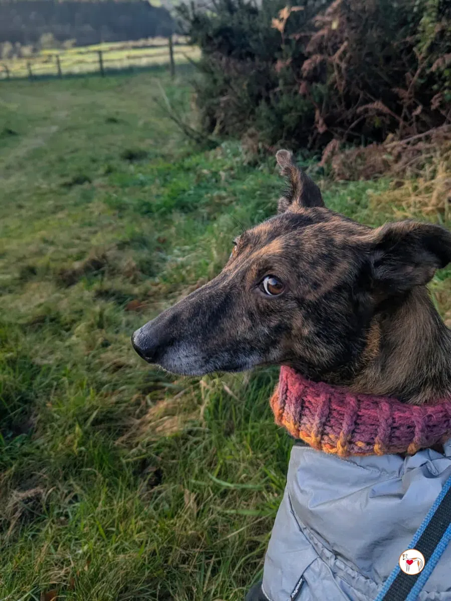 sierra grey adozione 3